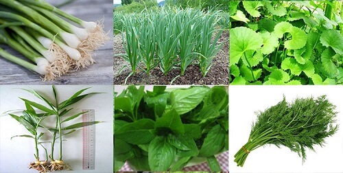 Các loại rau gia vị